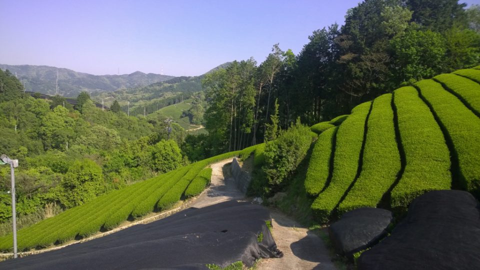 Kyoto Oolong 2019 | Single Batch Tea