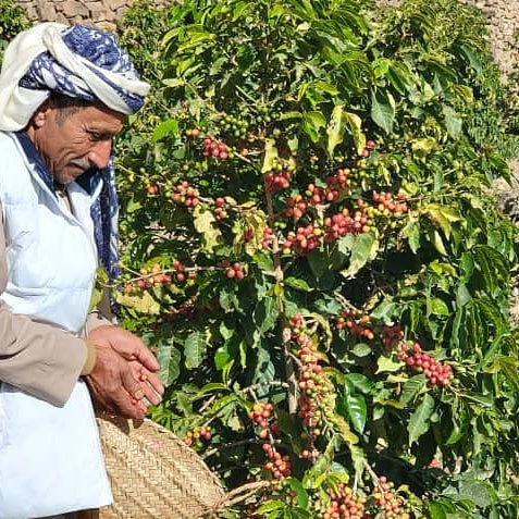 Haraz, Manakha - Yemen - Saudi Coffee