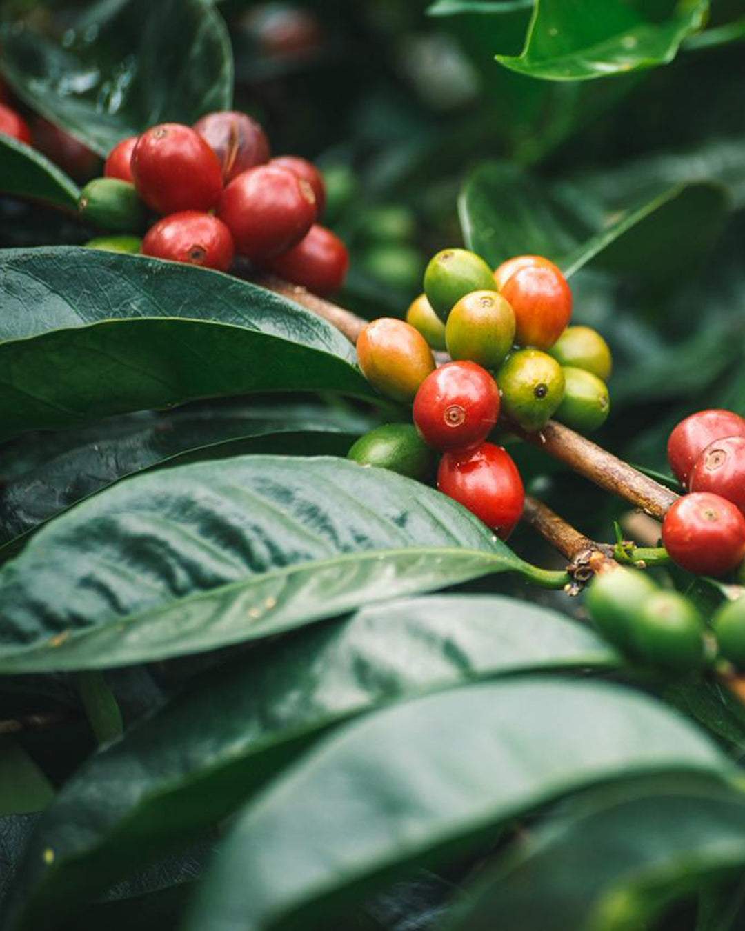 Lerida Esplendorosa Geisha - Panama - Filter Coffee 150G