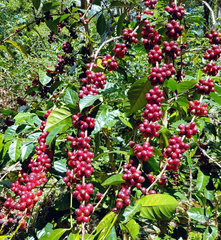 Abu Coffee 32GN Geisha - Cañas Verdes - Panama