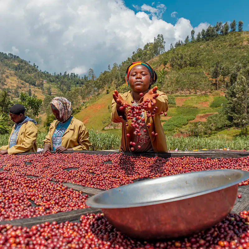 Gasharu Lake Kivu - Rwanda - Single Origin  Filter Coffee