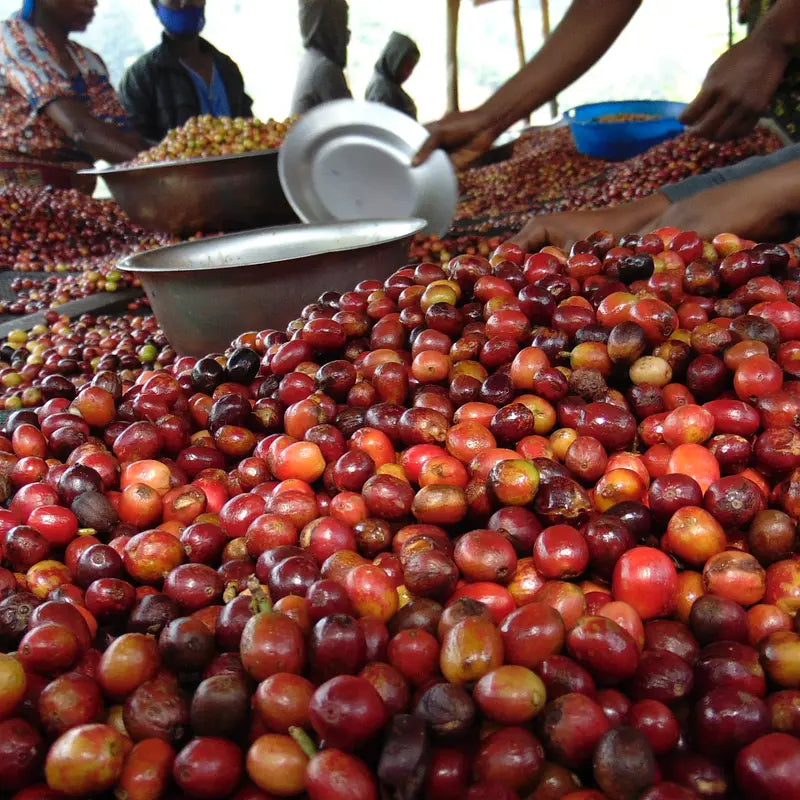 Gasharu Lake Kivu - Rwanda - Single Origin  Filter Coffee
