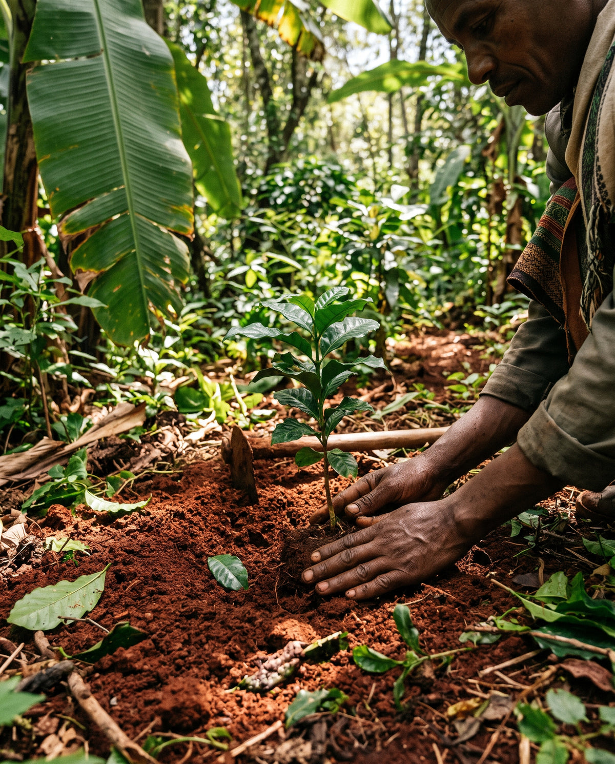 Chelchele - Ethiopia - Espresso Coffee 1KG