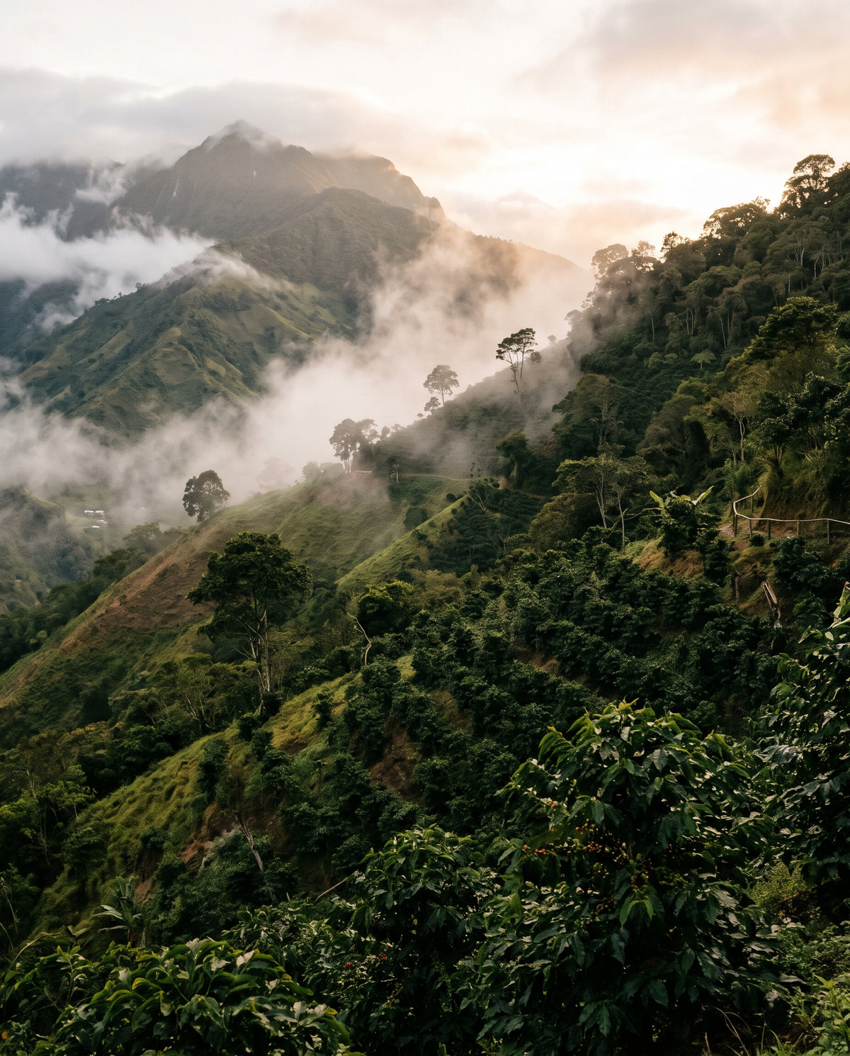 Río Dulce Geisha - Colombia - Filter Coffee 250G