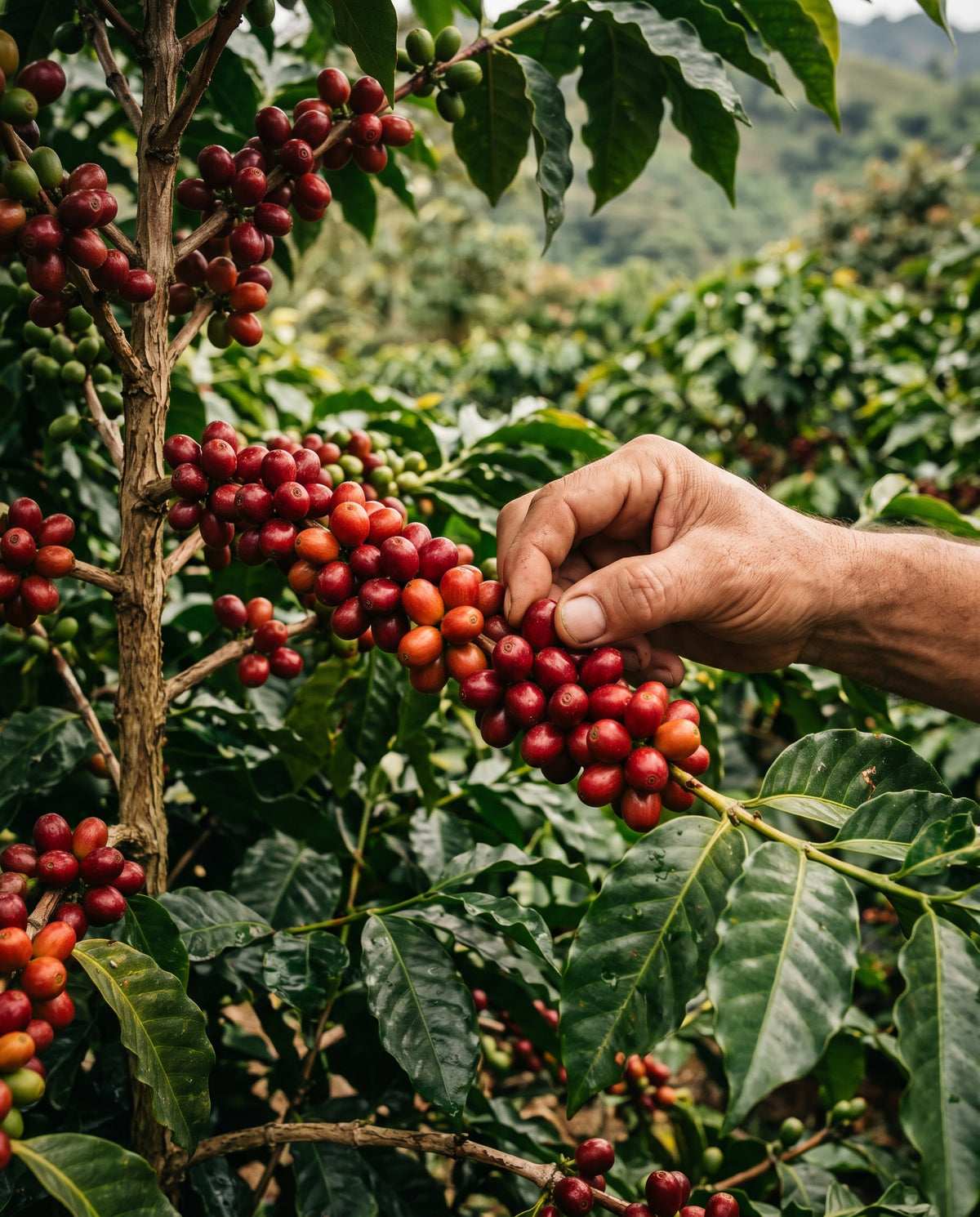 Río Dulce Geisha - Colombia - Filter Coffee 250G