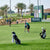 People playing golf on a green grass and Caffeine lab logo is Showen as a sponsor