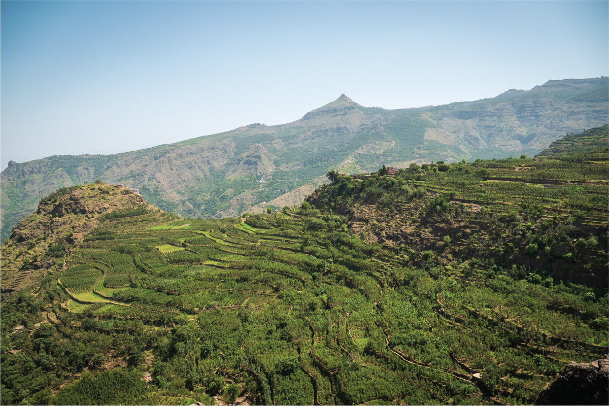 Hayma Aldhkhilia -yemen - Filter Coffee