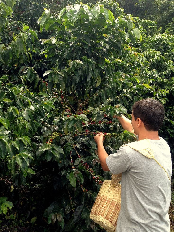 El Tambo Cauca Colombia - Single Origin Espresso - 1kg