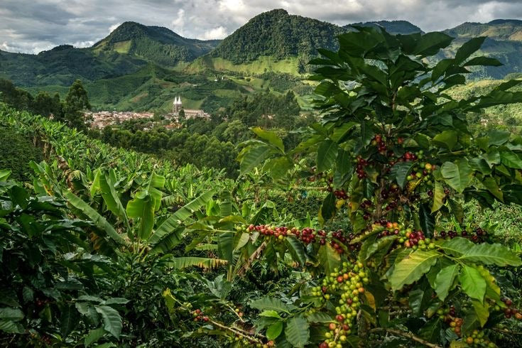 El Tambo Cauca Colombia - Single Origin Espresso - 1kg