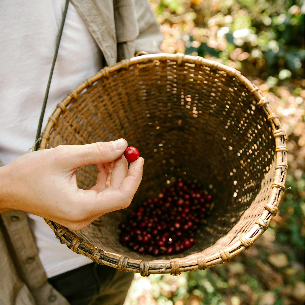 Mayra Solis - Costa Rica - Filter  Coffee