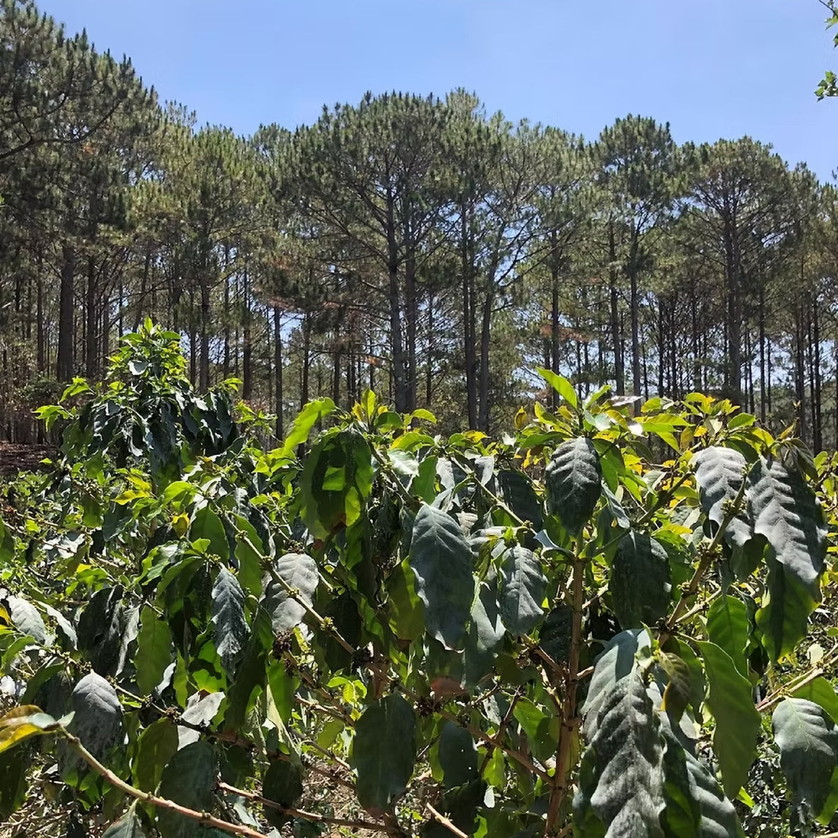 بانِيلا ستيكي – كولومبيا – قهوة فلتر