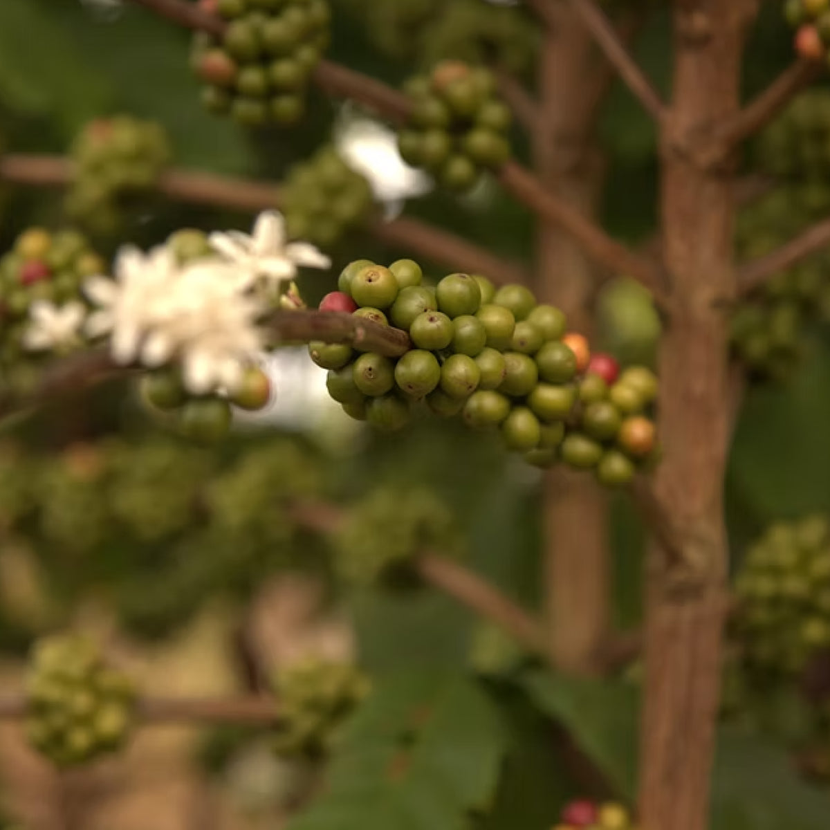 بانِيلا ستيكي – كولومبيا – قهوة فلتر