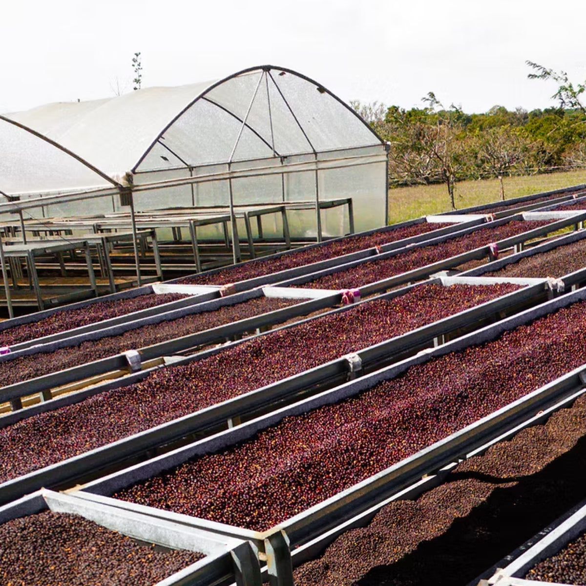 بانِيلا ستيكي – كولومبيا – قهوة فلتر