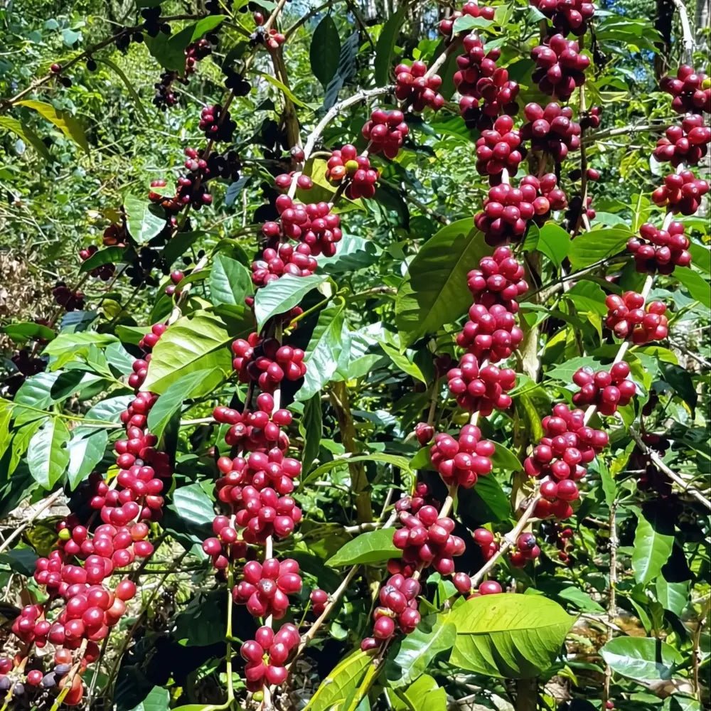 Abu Coffee Geisha 3130 - Cañas Verdes - Panama