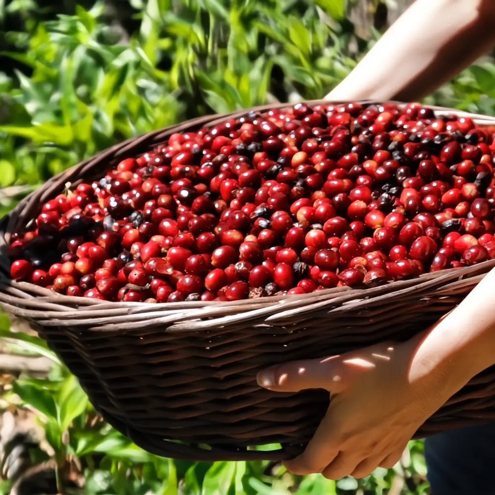 Abu Coffee Geisha 3130 - Cañas Verdes - Panama