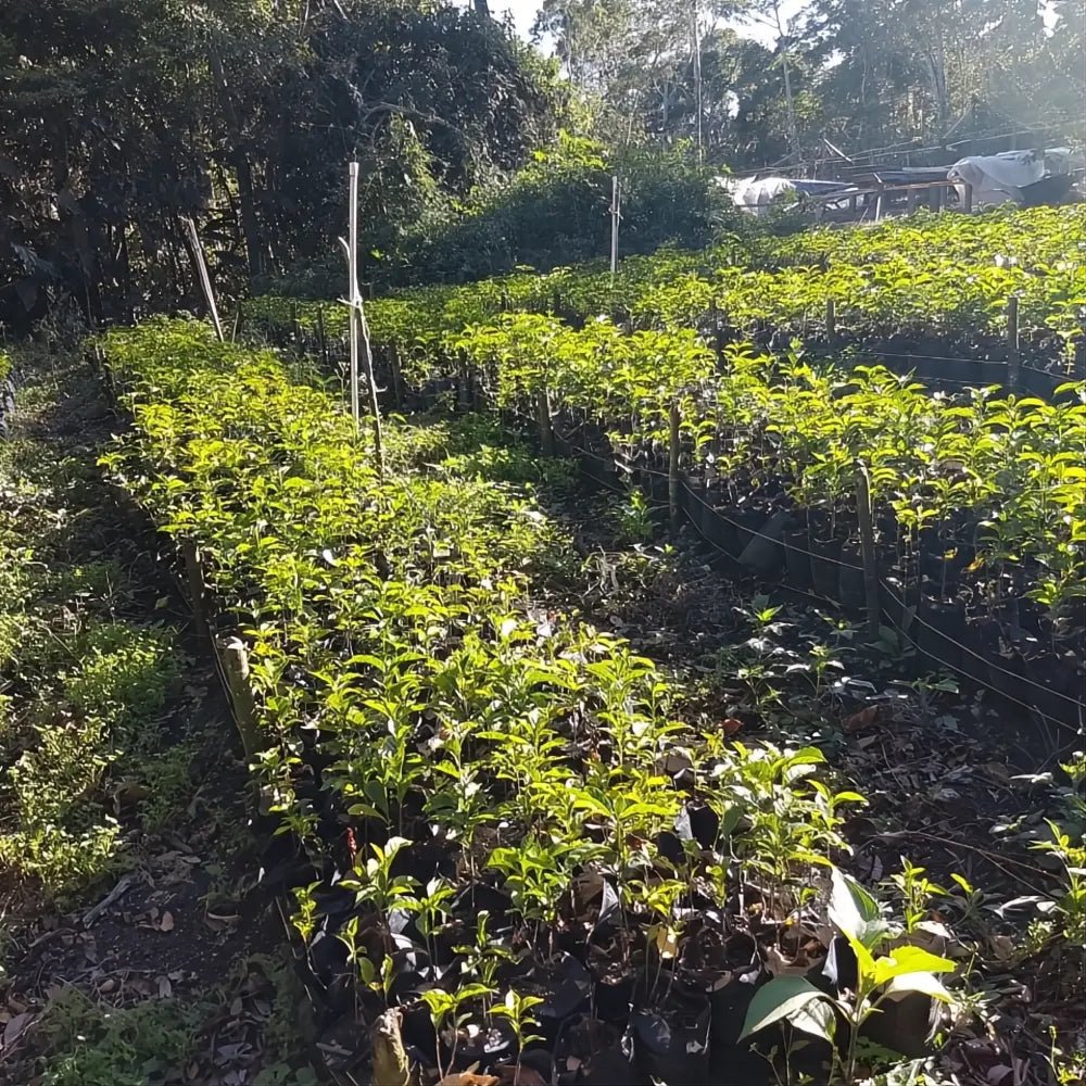 Abu Coffee Geisha 3130 - Cañas Verdes - Panama