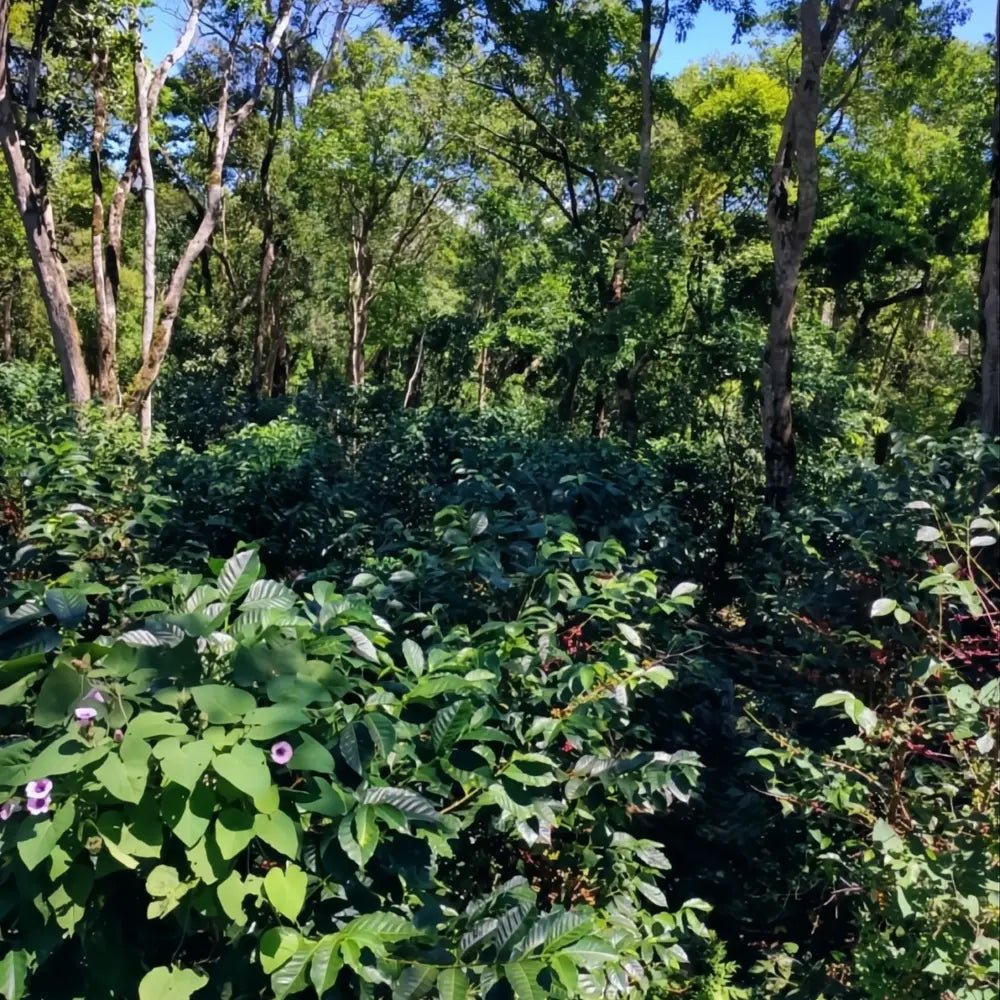 Abu Coffee Geisha 3130 - Cañas Verdes - Panama