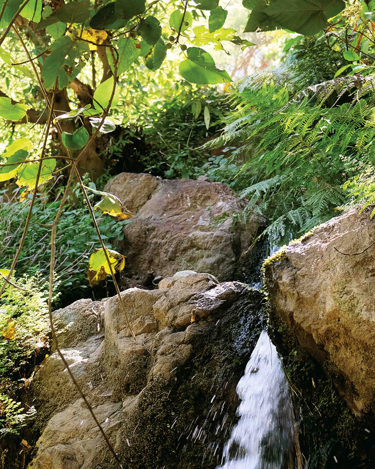 Ali Subaih - Hayma - Yemen- Filter Coffee