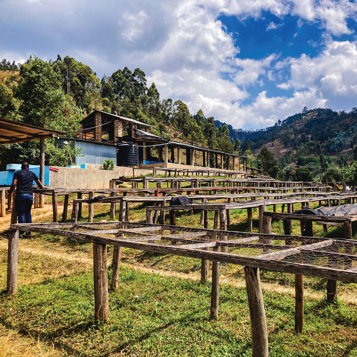 Gasharu Lake Kivu - Rwanda - Single Origin  Filter Coffee