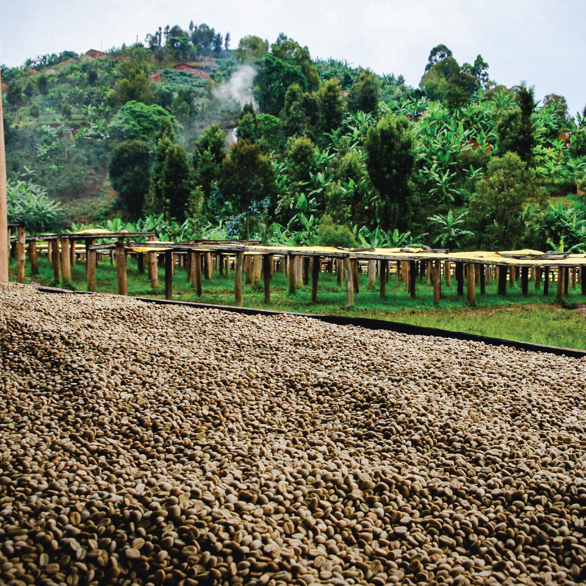Gasharu Lake Kivu - Rwanda - Single Origin  Filter Coffee
