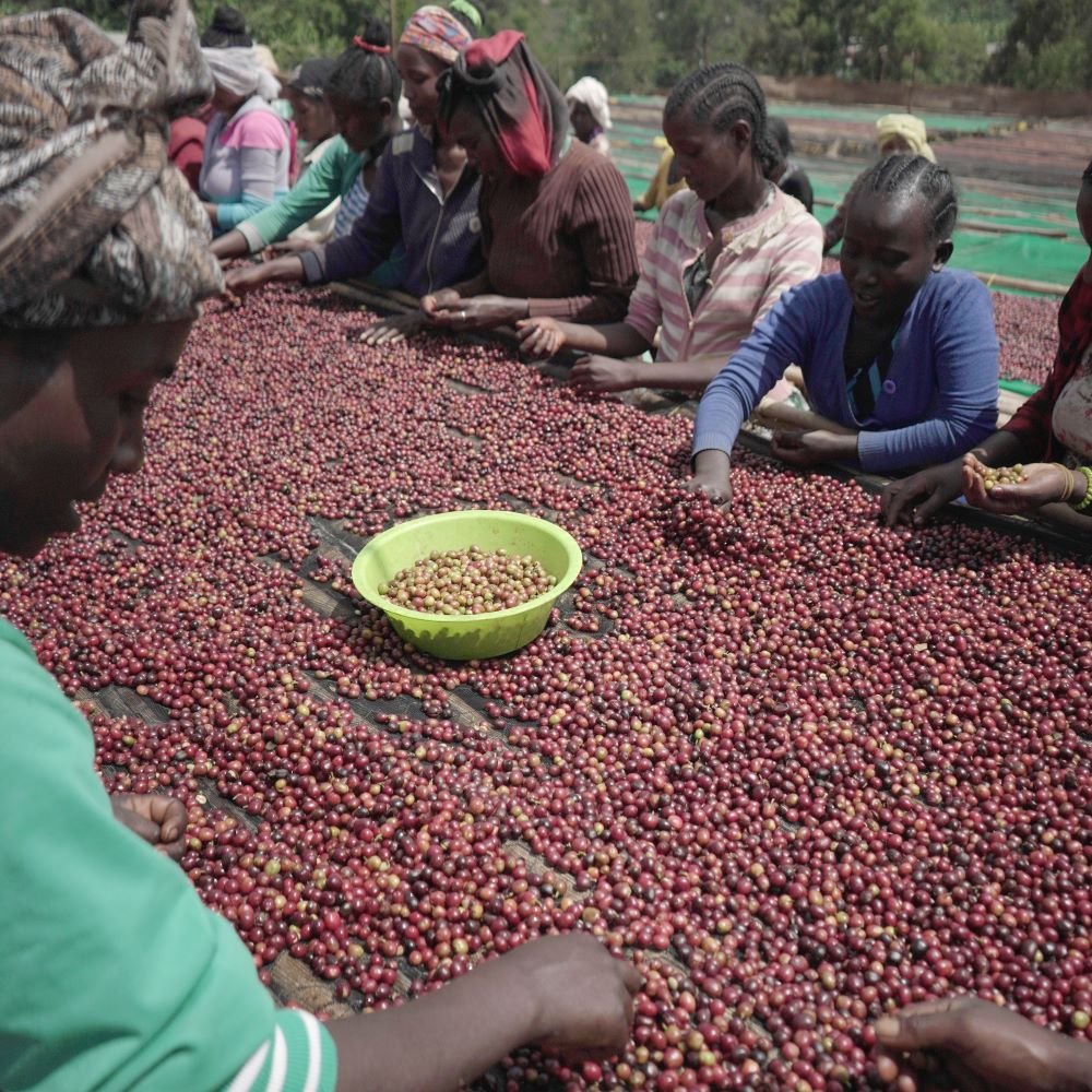 Guji Ethiopia - Filter Coffee - Caffeine Lab