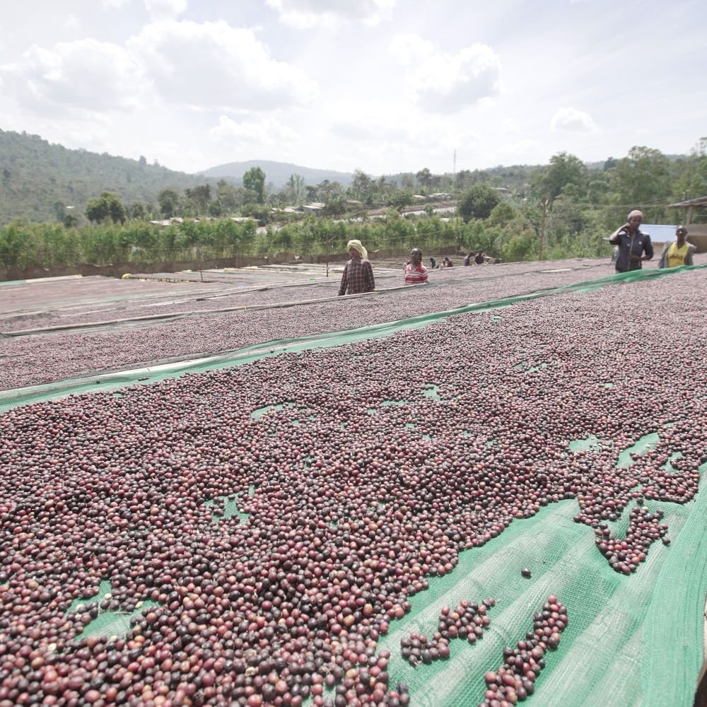 Guji Ethiopia - Filter Coffee - Caffeine Lab