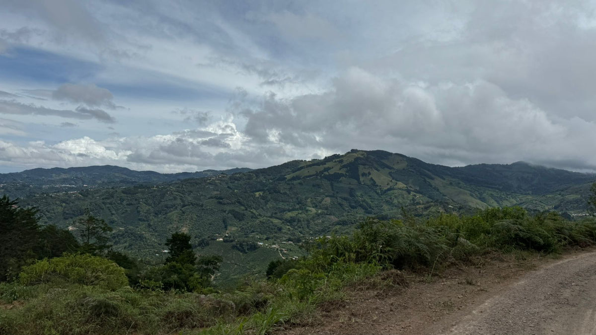 Mauricio Salazar - Costa Rica -  Filter Coffee