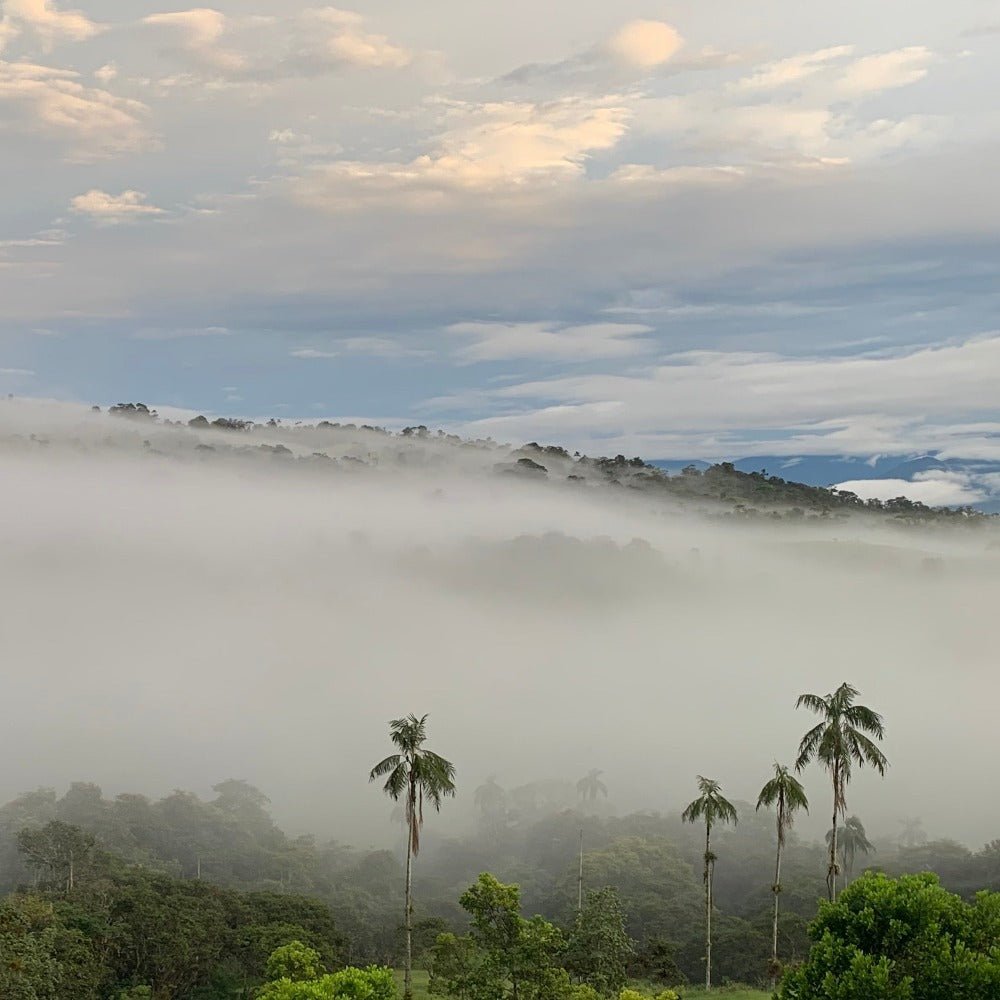 San Agustin Sidra Ecuador - Filter Coffee - Caffeine Lab