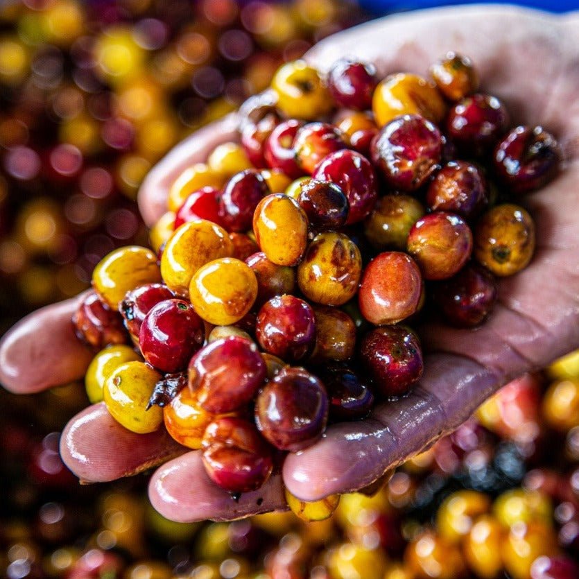 San Agustin Sidra Ecuador - Filter Coffee - Caffeine Lab