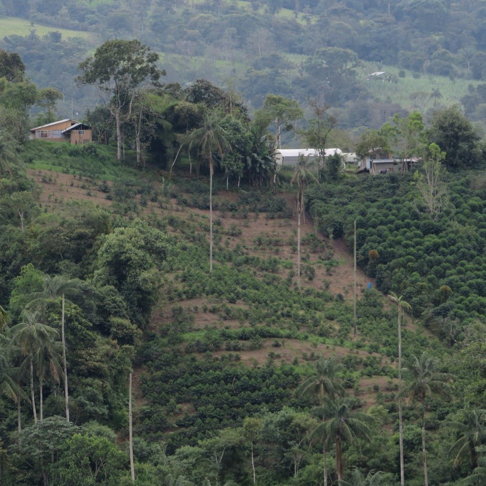 San Agustin Sidra Ecuador - Filter Coffee - Caffeine Lab