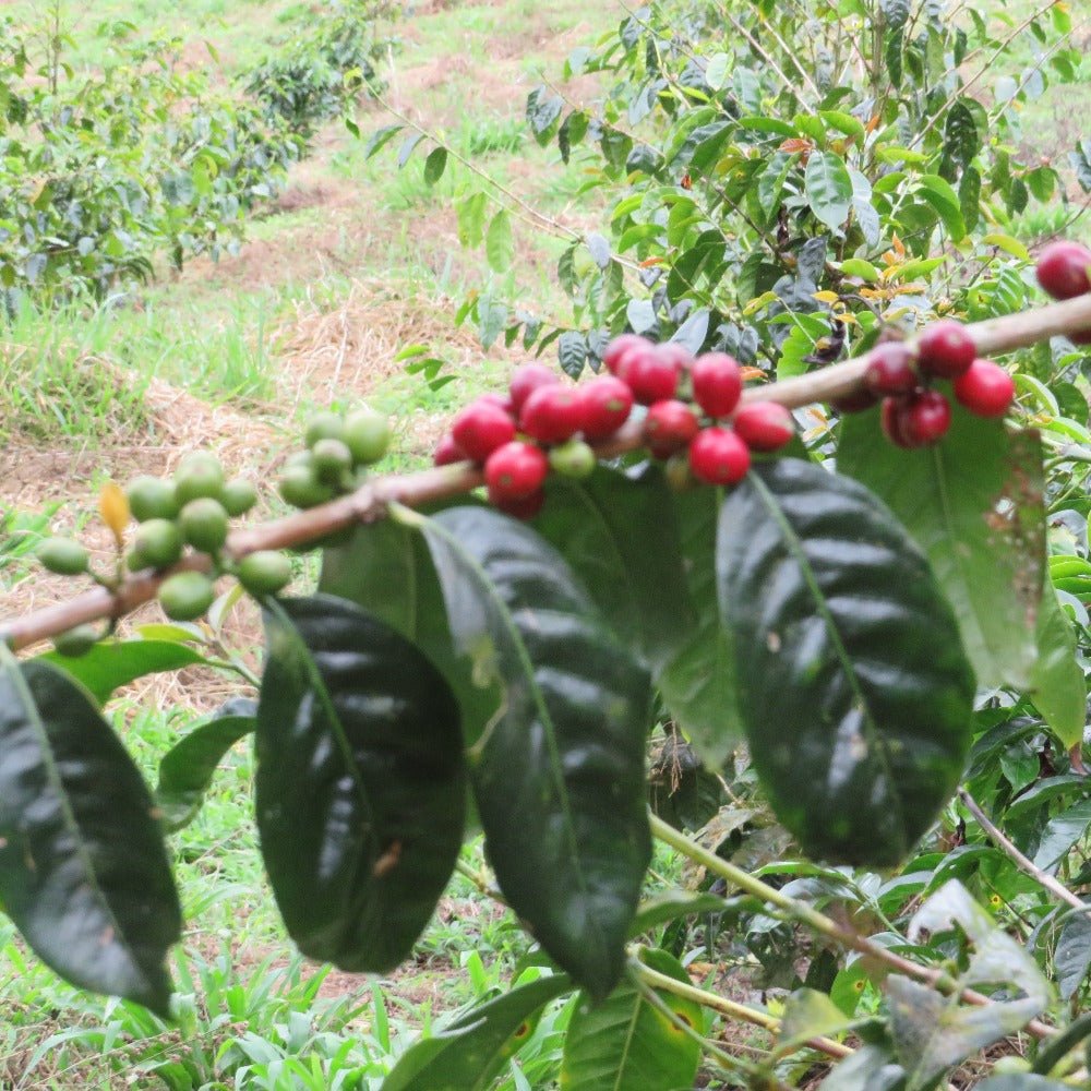 San Agustin Sidra Ecuador - Filter Coffee - Caffeine Lab