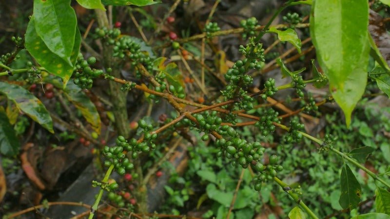 Santa Helena - Colombia - Filter Coffee - Caffeine Lab