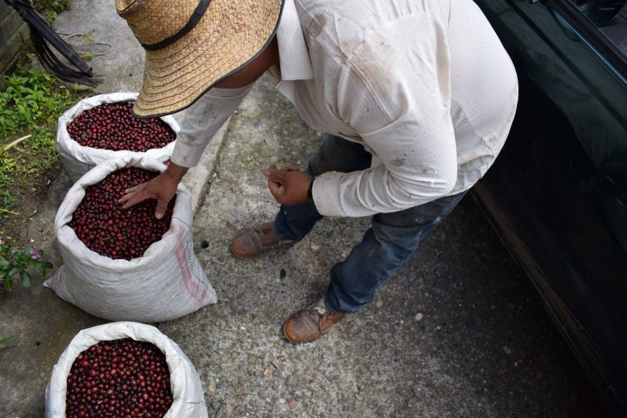 Santa Helena - Colombia - Filter Coffee - Caffeine Lab