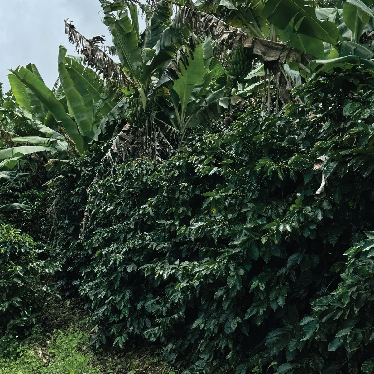  تروبيكال فريش - كولومبيا - قهوة فلتر 