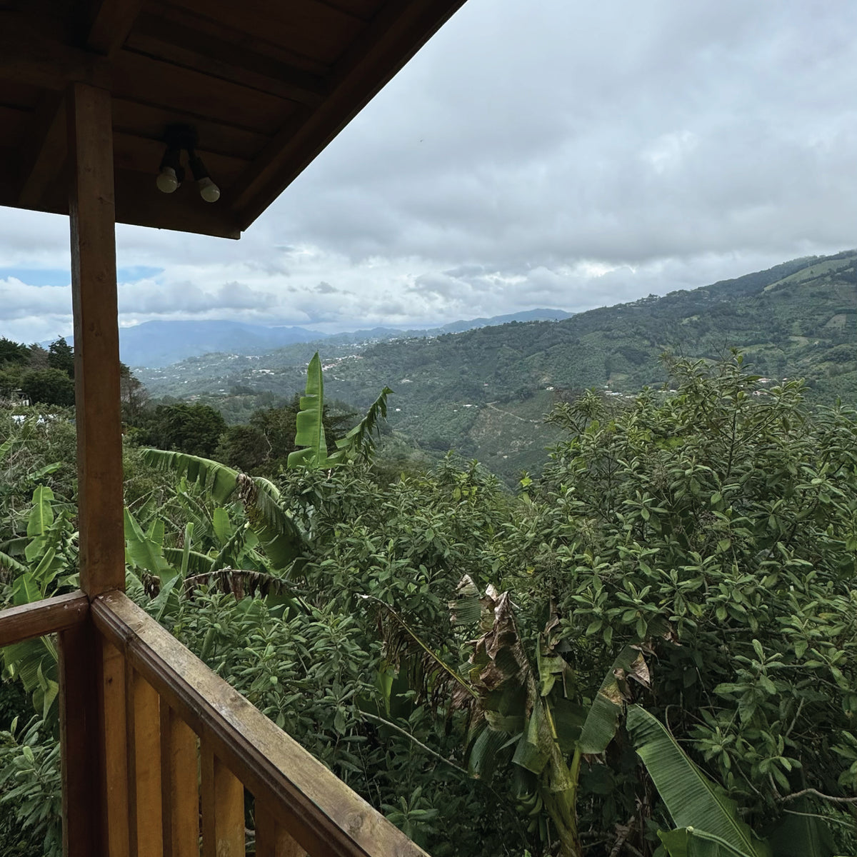  تروبيكال فريش - كولومبيا - قهوة فلتر 