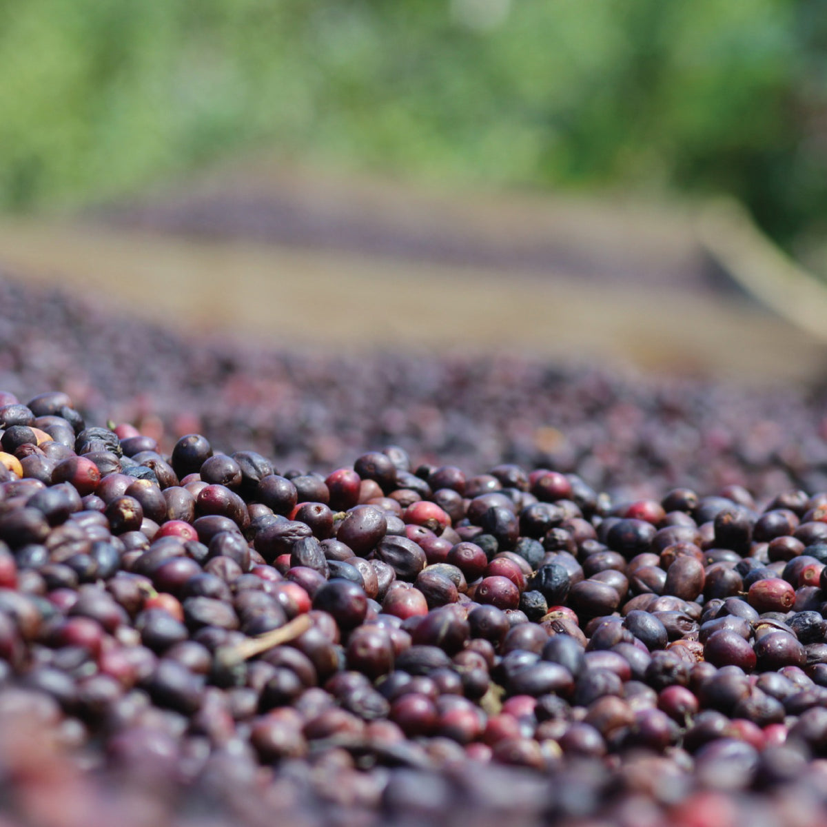  تروبيكال فريش - كولومبيا - قهوة فلتر 