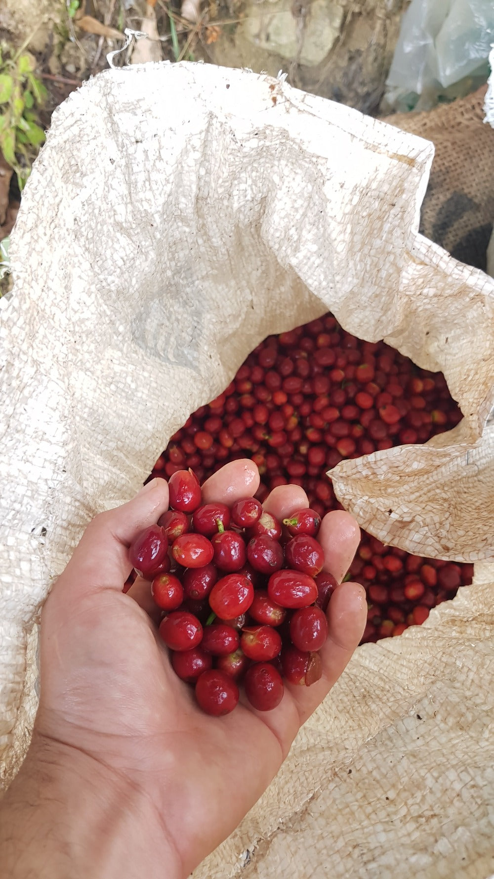 Single Origin Espresso La Exótica Caturron - Colombia