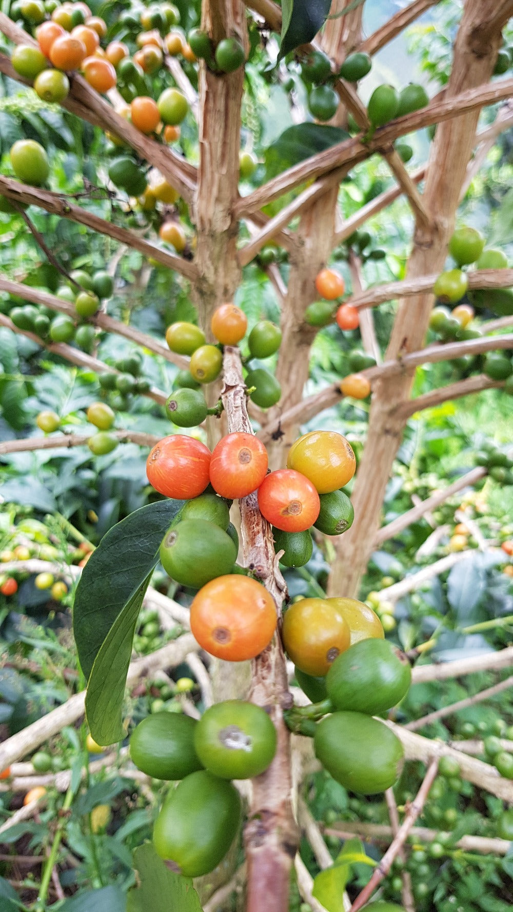 Single Origin Espresso La Exótica Caturron - Colombia