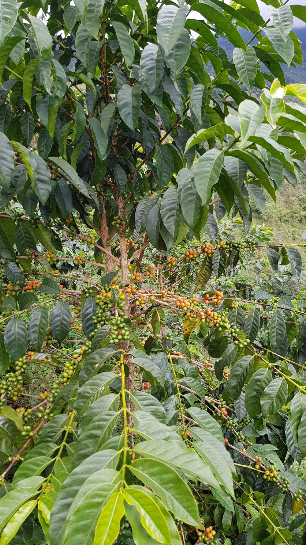 Single Origin Espresso La Exótica Caturron - Colombia