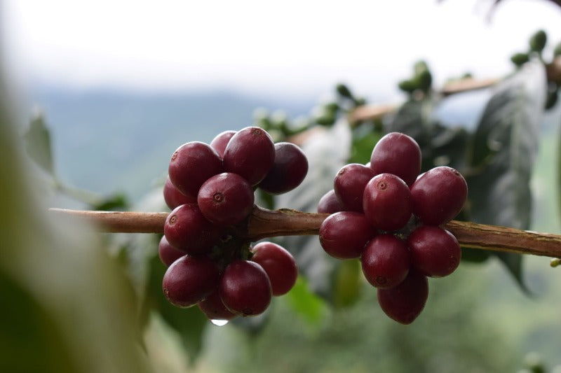 Rio Dulce Geisha - Colombia